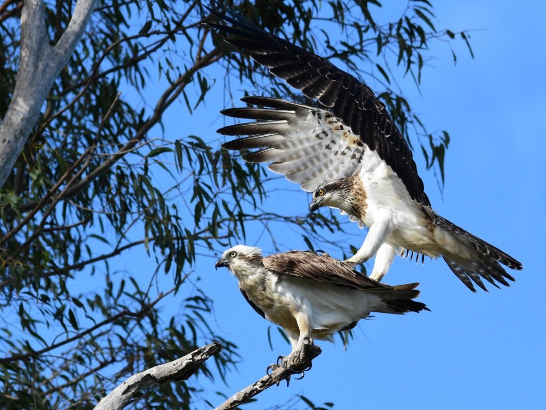 juvenile osprey pictures